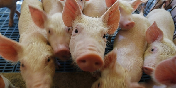 Novo mercado: Paraná vai exportar carne suína para o Chile